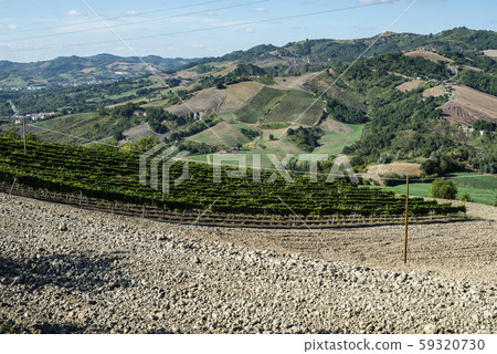 Vine valley, vineyards in rows on hill in Italy. 59320730