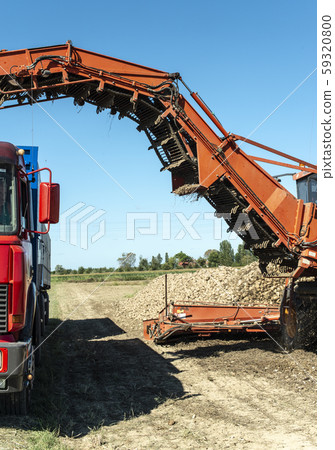 Machine harvest sugar beet. 59320800