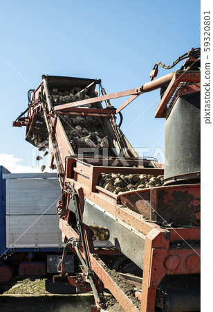 Machine harvest sugar beet. 59320801