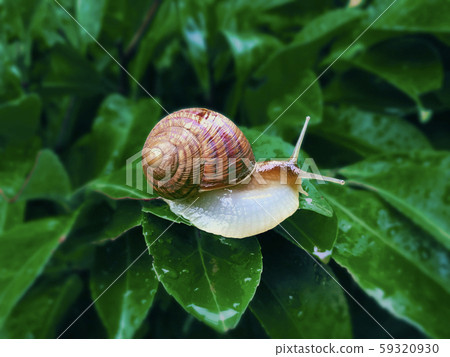 Helix pomatia also Roman snail, Burgundy snail, edible snail or escargot, is a species of large 59320930