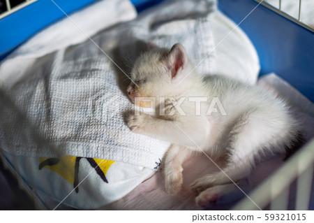 小貓4週齡受保護的貓 59321015