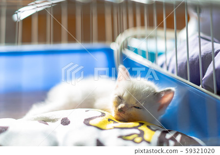 Kitten 4 weeks old Protected cat 59321020