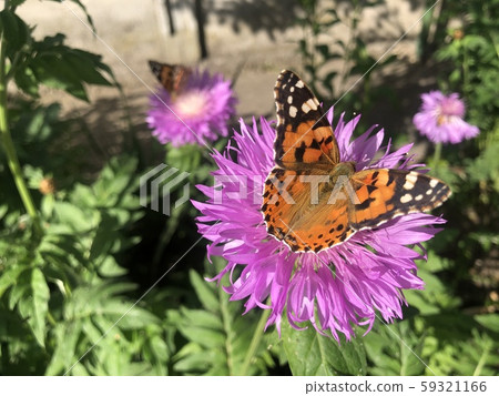Close up Nymphalis urticae butterfly on violet flower 59321166