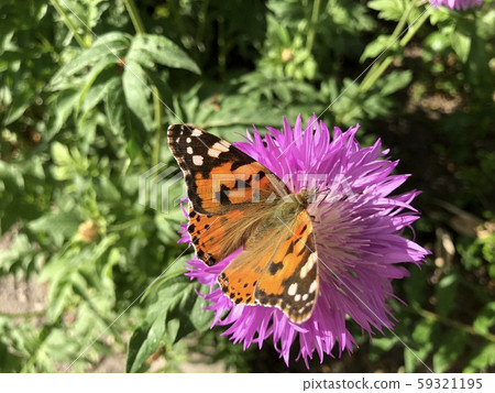 Close up Nymphalis urticae butterfly on violet flower Close up Nymphalis urticae butterfly on violet flower 59321195