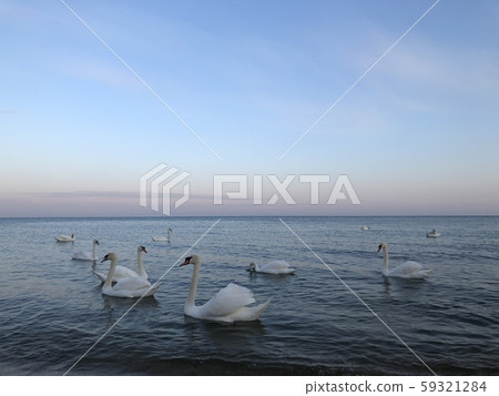 Beautiful white swans on the seashore on sunset background 59321284