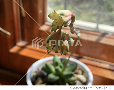 Close up little yellow flower of bloomed succulent Close up little yellow flower of bloomed succulent 59321309