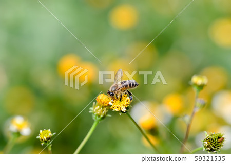 Japanese bee 59321535