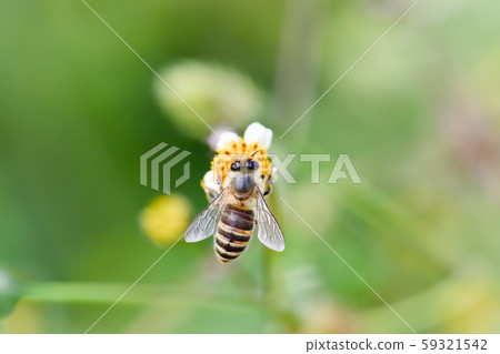 Japanese bee Japanese bee 59321542