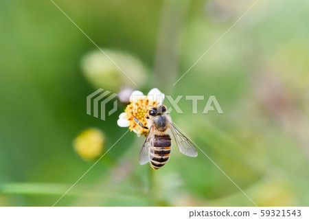 Japanese bee Japanese bee 59321543