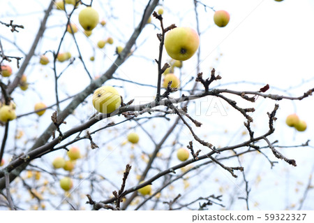 Ripe fruit on the branches of an Apple tree. Ripe fruit on the branches of an Apple tree. 59322327