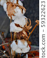 Cotton plant 59322623