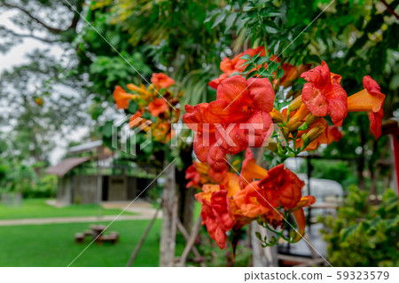 Madison Square Garden, Thailand, Beauty, Beauty In 59323579