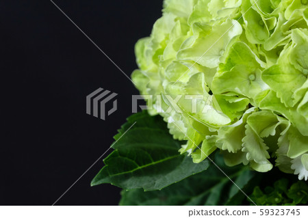 Close up view of green and white hydrangea with leaves on black background. 59323745