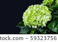 Beautiful green and white hydrangea or hortensia flower isolated on dark background. 59323756