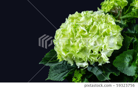 Beautiful green and white hydrangea or hortensia flower isolated on dark background. Beautiful green and white hydrangea or hortensia flower isolated on dark background. 59323756