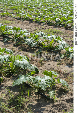 Zucchini in the field. Growing zucchini in rows. Zucchini in the field. Growing zucchini in rows. 59323932