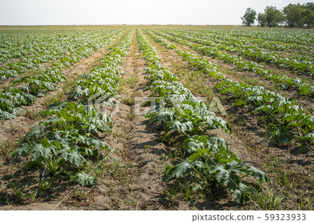 Zucchini in the field. Growing zucchini in rows. Zucchini in the field. Growing zucchini in rows. 59323933