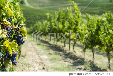 Vineyards on hill in a row. 59323944