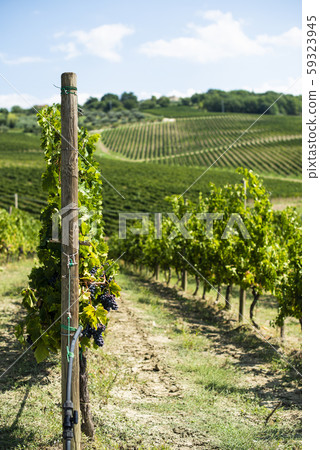 Vineyards on hill in a row. 59323945