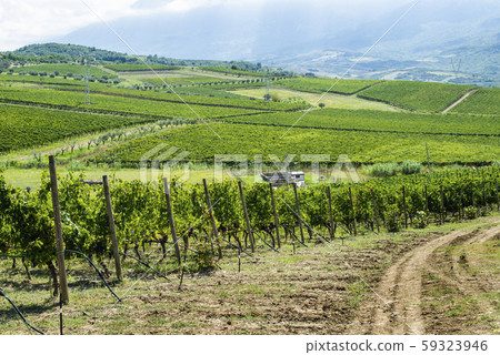 Vineyards on hill in a row. 59323946