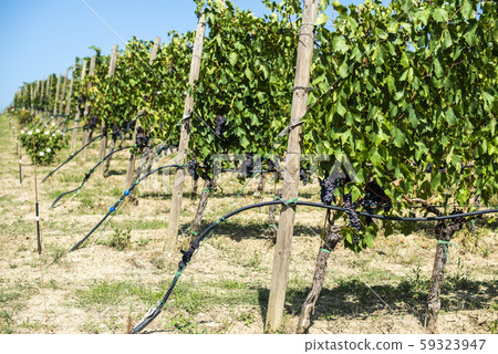Vineyards on hill in a row. 59323947