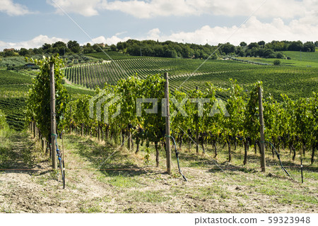 Vineyards on hill in a row. 59323948