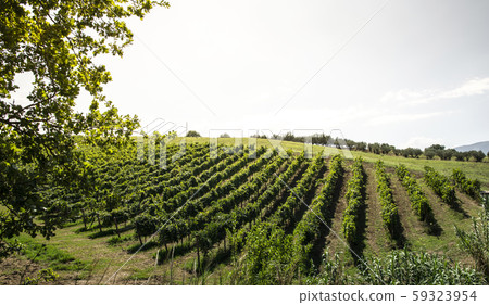 Vineyards on hill in a row. 59323954