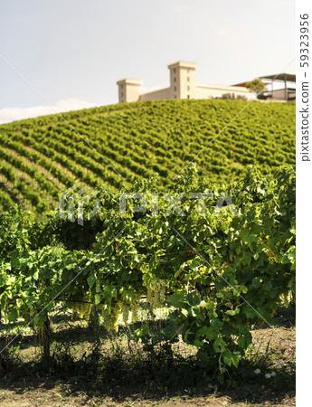 Winery on hill and vineyards rows. Winery building Winery on hill and vineyards rows. Winery building 59323956