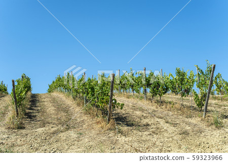 Vineyards on hill in a row. 59323966