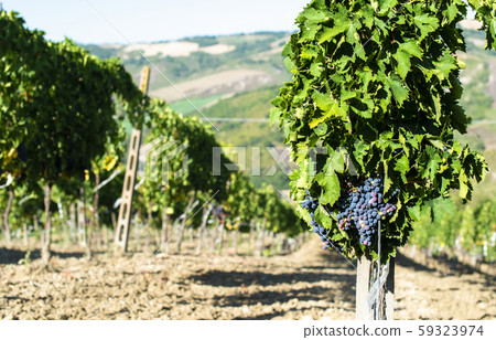 Vine valley, vineyards in rows on hill in Italy. 59323974
