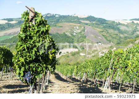 Vine valley, vineyards in rows on hill in Italy. Vine valley, vineyards in rows on hill in Italy. 59323975