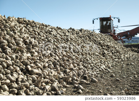 Machine harvest sugar beet. Machine harvest sugar beet. 59323986