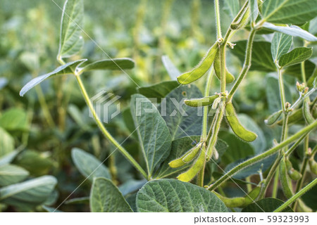 Edamame soybean plantation. 59323993