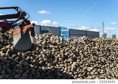 Machine harvest sugar beet. Machine harvest sugar beet. 59324043