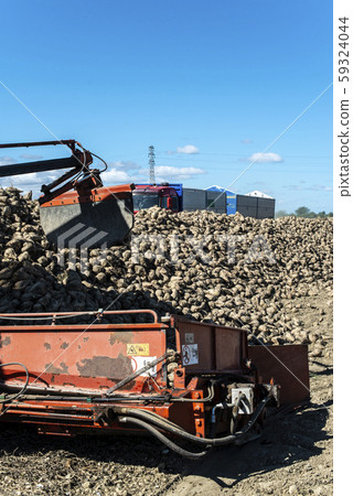 Machine harvest sugar beet. Machine harvest sugar beet. 59324044