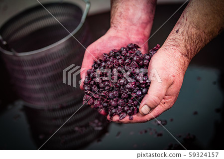Wine mixing during fermentation process in barrel, Bordeaux Vineyard 59324157
