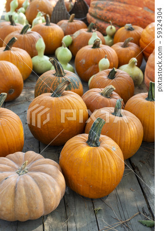 Variety of many pumpkins on the market. Different Variety of many pumpkins on the market. Different 59324304