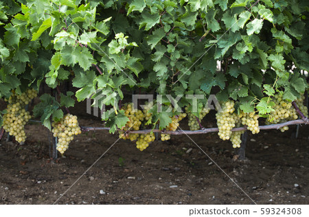 Dessert white grapes. Variety of grapes for Dessert white grapes. Variety of grapes for 59324308