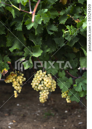 Dessert white grapes. Variety of grapes for Dessert white grapes. Variety of grapes for 59324309