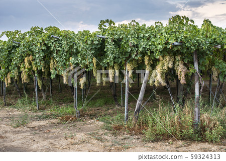 Dessert white grapes. Variety of grapes for 59324313
