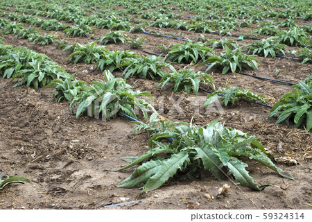 Artichoke plants in rows. Artichoke growing on the 59324314