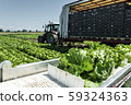 Tractor with production line for harvest lettuce 59324363