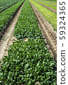 Spinach farm. Organic spinach leaves on the field. 59324365