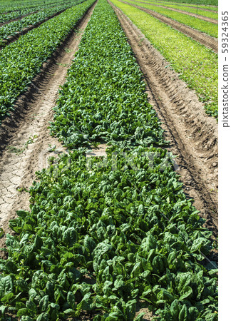 Spinach farm. Organic spinach leaves on the field. 59324365