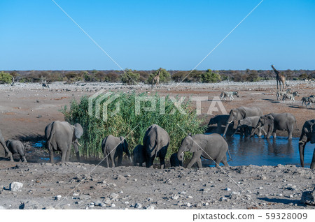 Various African Land Mammals Near a waterhole in Etosha Various African Land Mammals Near a waterhole in Etosha 59328009