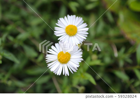 Heart Daisy (daisies) 59328024