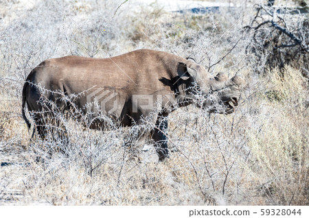 Black Rhinoceros Browsing under a tree. 59328044