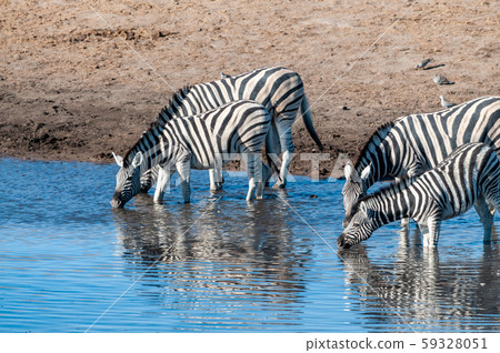 Zebras in Etosha National Park. 59328051