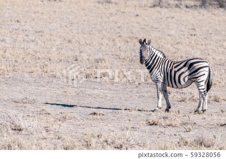 Zebras in Etosha National Park. 59328056