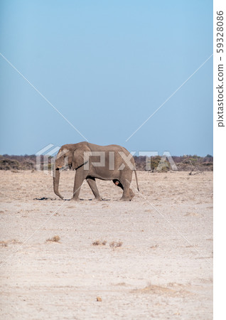 A Solitary Male Elephant Walking across the Plains of Etosha National Park A Solitary Male Elephant Walking across the Plains of Etosha National Park 59328086